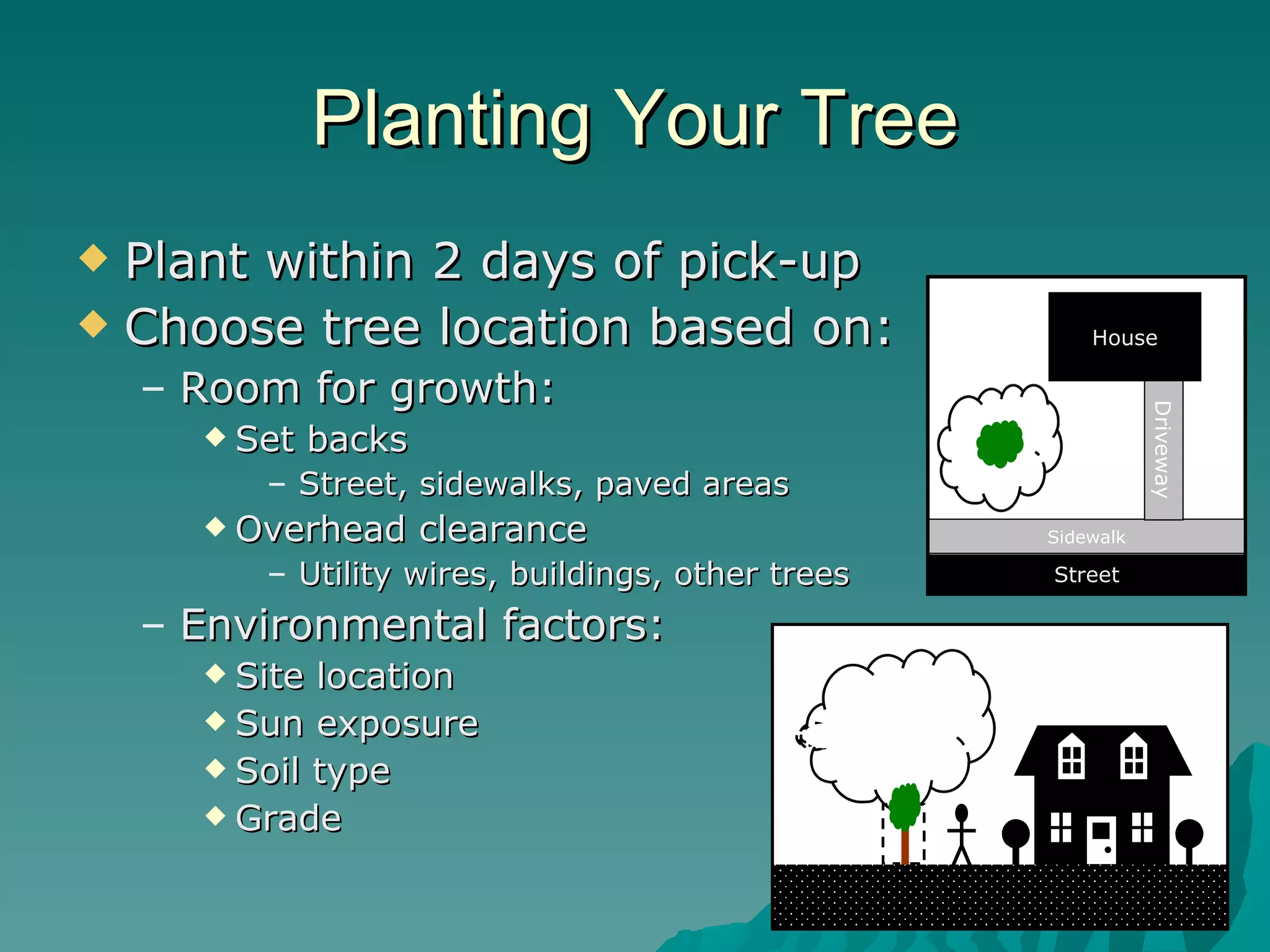 Planting Your Tree Plant within 2 days of pick-up Choose tree location based on: Room for growth: Set backs Street, sidewalks, paved areas Overhead clearance Utility wires, buildings, other trees Environmental factors: Site location Sun exposure Soil type Grade Sidewalk Street Driveway House 