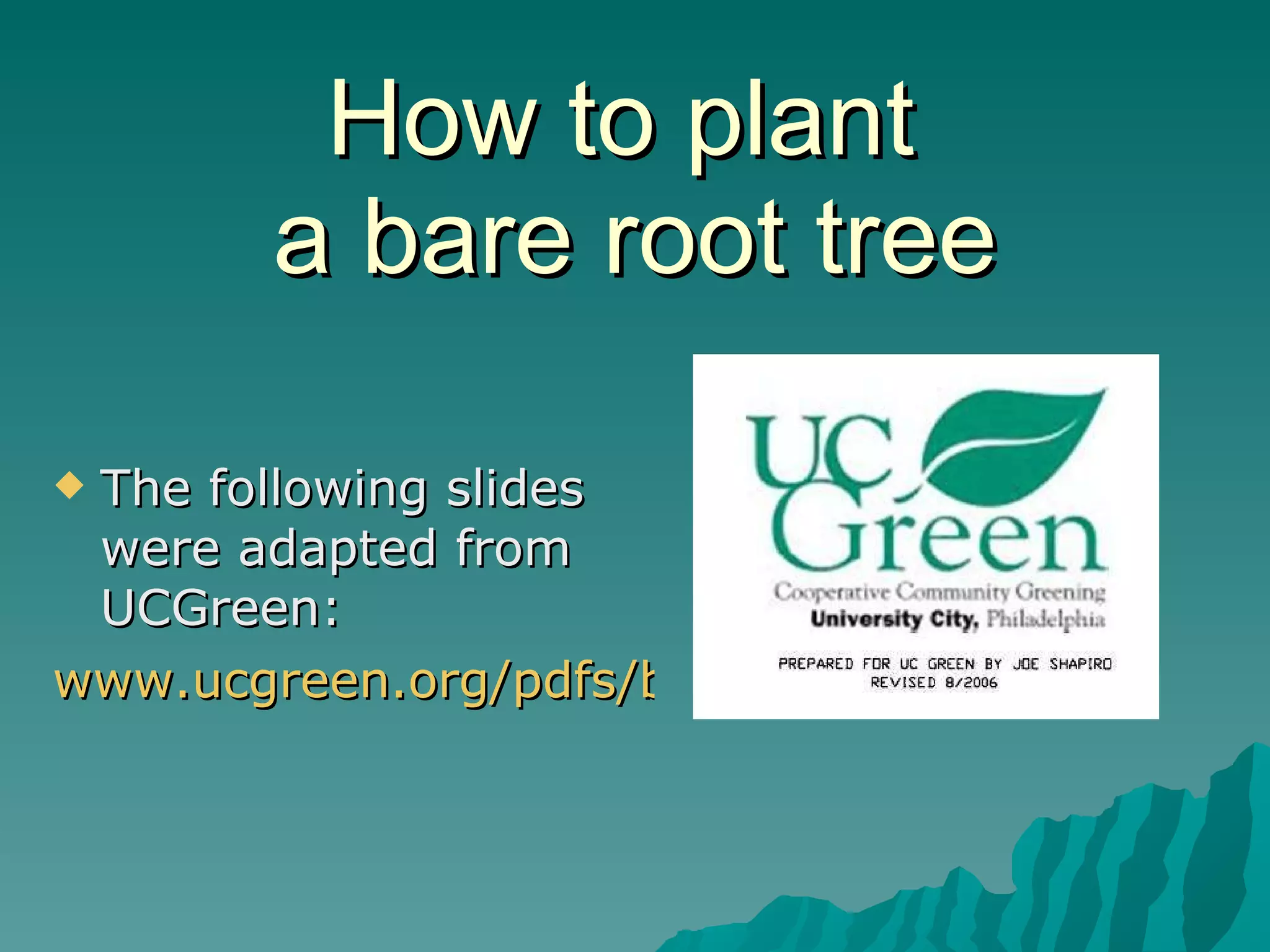 How to plant  a bare root tree The following slides were adapted from UCGreen: www.ucgreen.org/pdfs/bareroot.pdf 