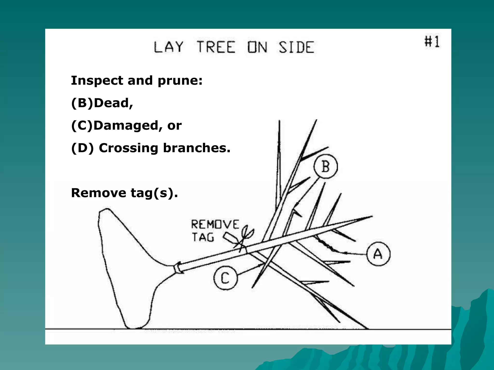 Inspect and prune: Dead, Damaged, or Crossing branches. Remove tag(s). 