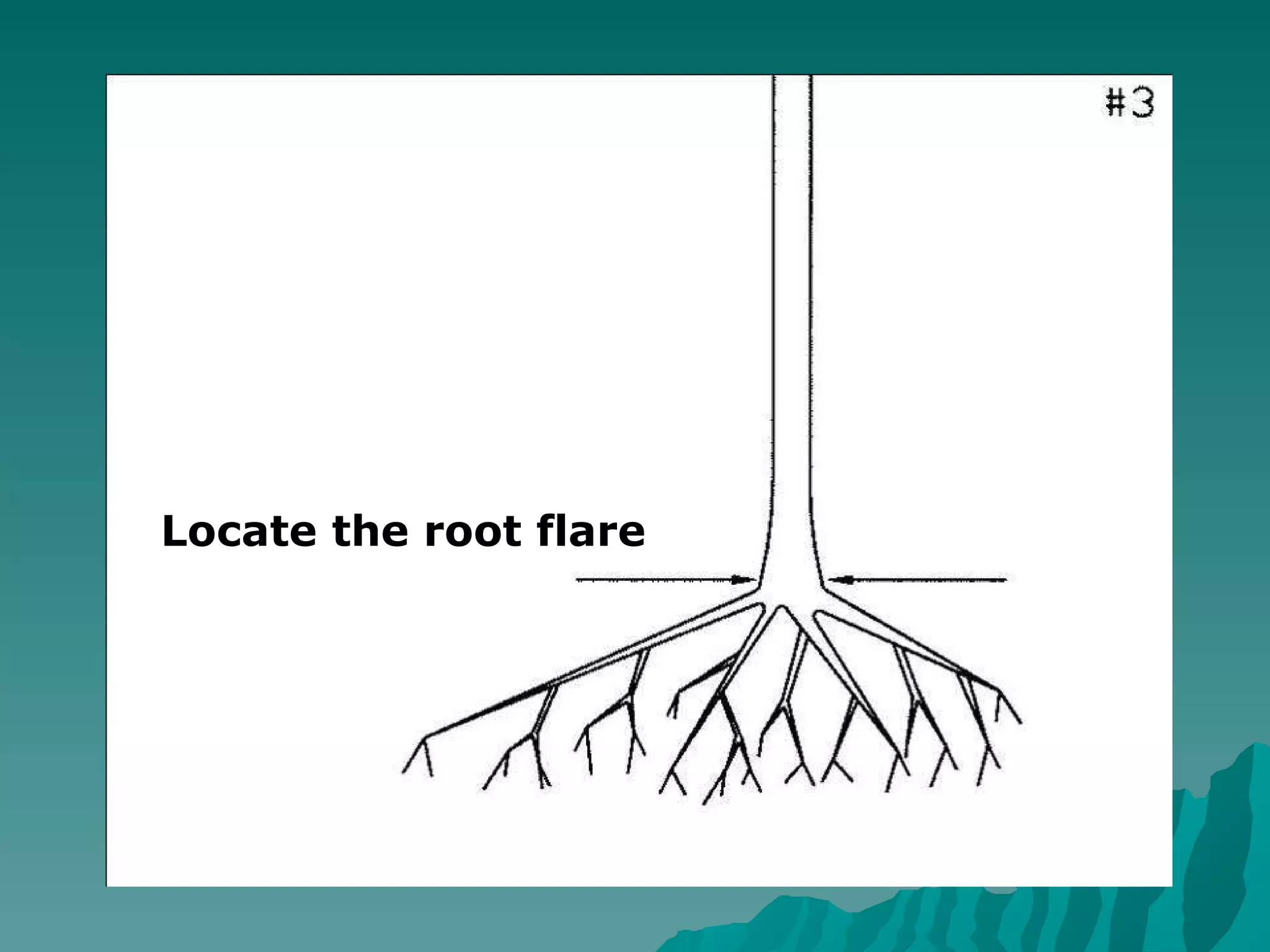 Locate the root flare 