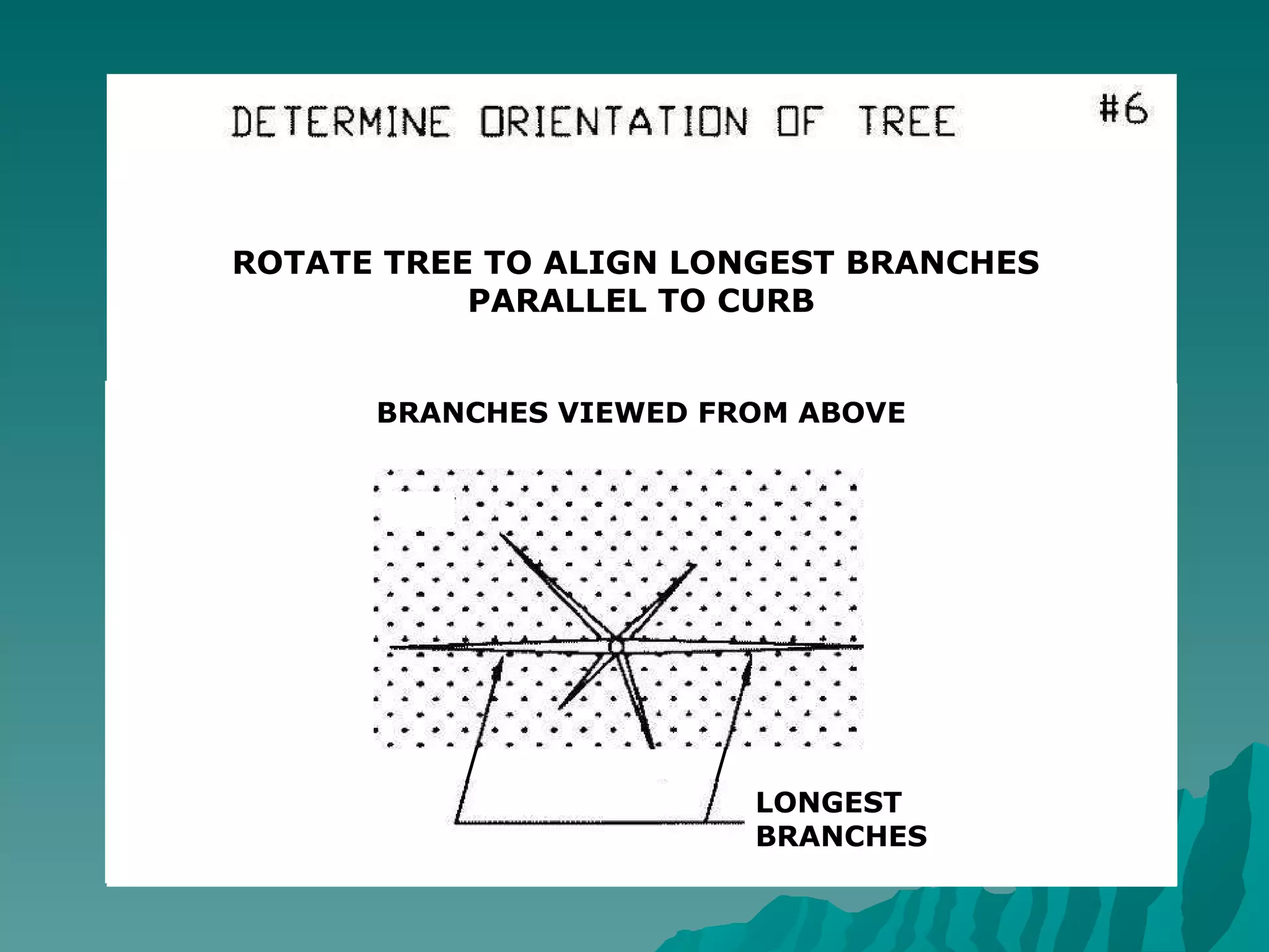 LONGEST BRANCHES ROTATE TREE TO ALIGN LONGEST BRANCHES  PARALLEL TO CURB BRANCHES VIEWED FROM ABOVE 