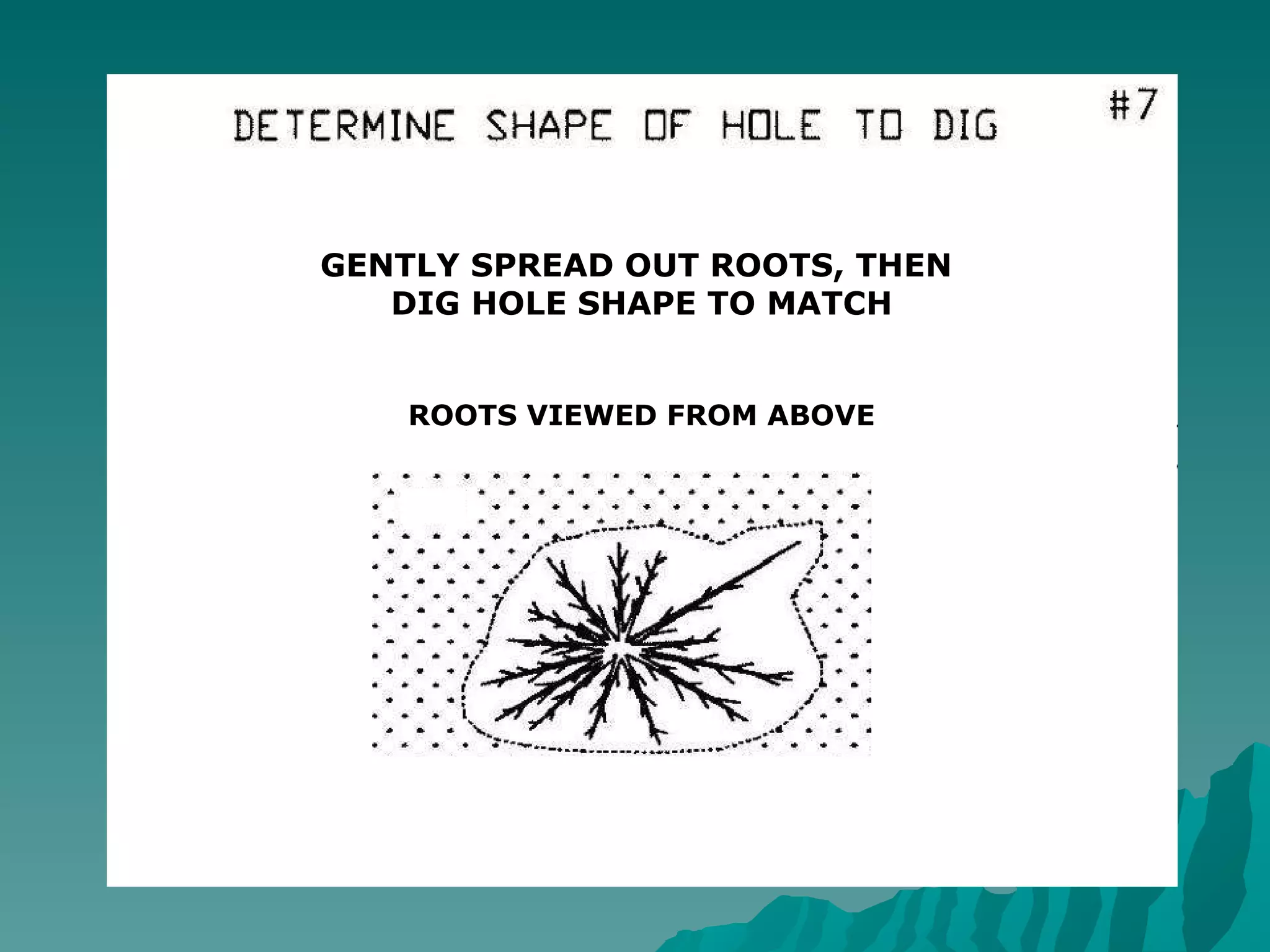 GENTLY SPREAD OUT ROOTS, THEN  DIG HOLE SHAPE TO MATCH ROOTS VIEWED FROM ABOVE 