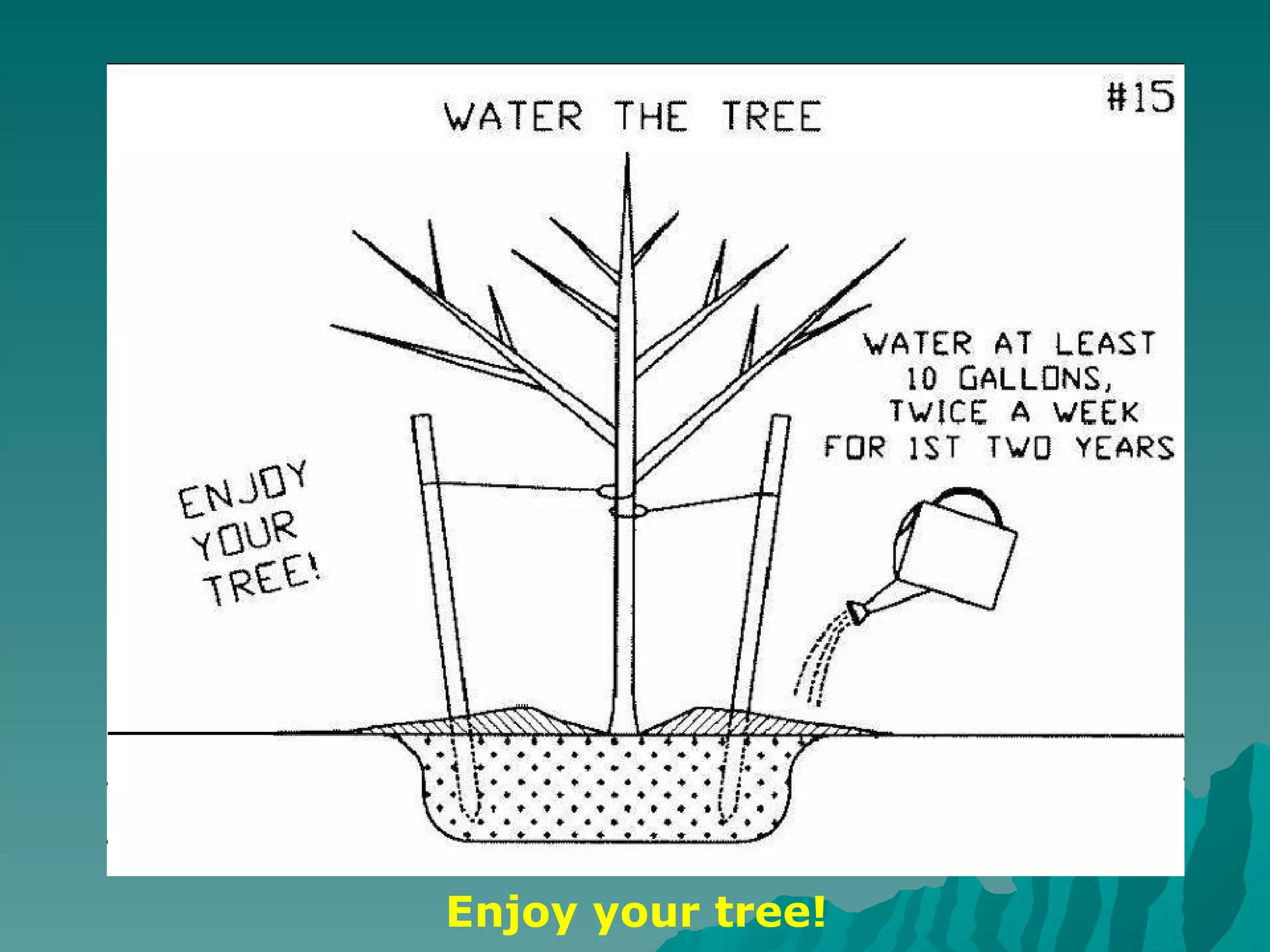 Enjoy your tree! 