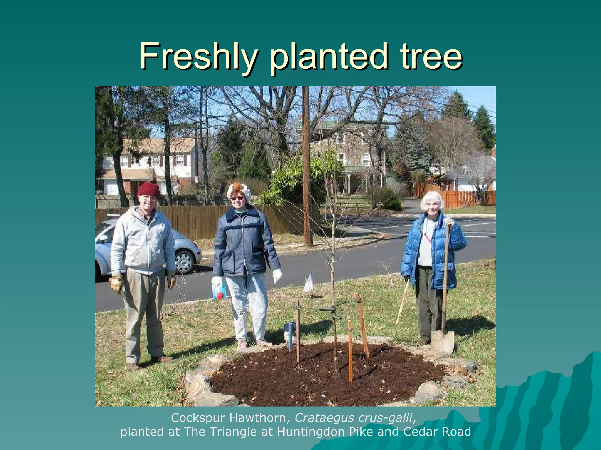 Freshly planted tree Cockspur Hawthorn,  Crataegus crus-galli ,  planted at The Triangle at Huntingdon Pike and Cedar Road 