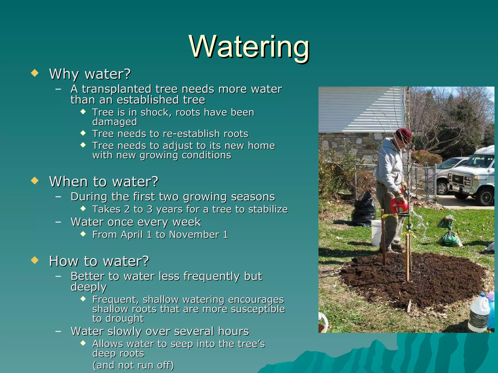 Watering Why water? A transplanted tree needs more water than an established tree Tree is in shock, roots have been damaged Tree needs to re-establish roots Tree needs to adjust to its new home with new growing conditions When to water? During the first two growing seasons Takes 2 to 3 years for a tree to stabilize Water once every week From April 1 to November 1 How to water? Better to water less frequently but deeply Frequent, shallow watering encourages shallow roots that are more susceptible to drought Water slowly over several hours Allows water to seep into the tree’s deep roots  (and not run off) 