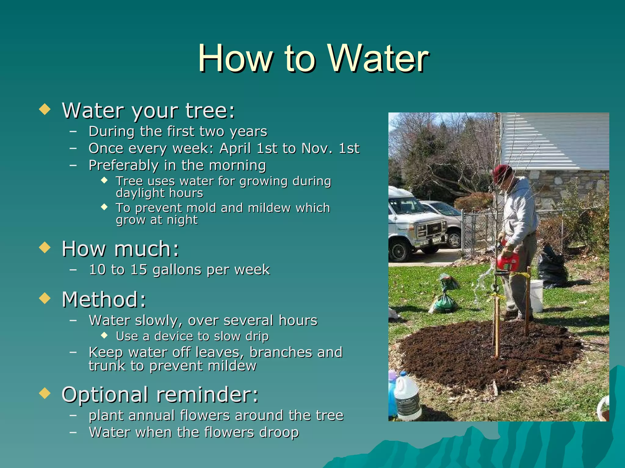 How to Water Water your tree: During the first two years Once every week: April 1st to Nov. 1st Preferably in the morning Tree uses water for growing during daylight hours To prevent mold and mildew which grow at night How much: 10 to 15 gallons per week Method: Water slowly, over several hours Use a device to slow drip Keep water off leaves, branches and trunk to prevent mildew Optional reminder: plant annual flowers around the tree Water when the flowers droop 