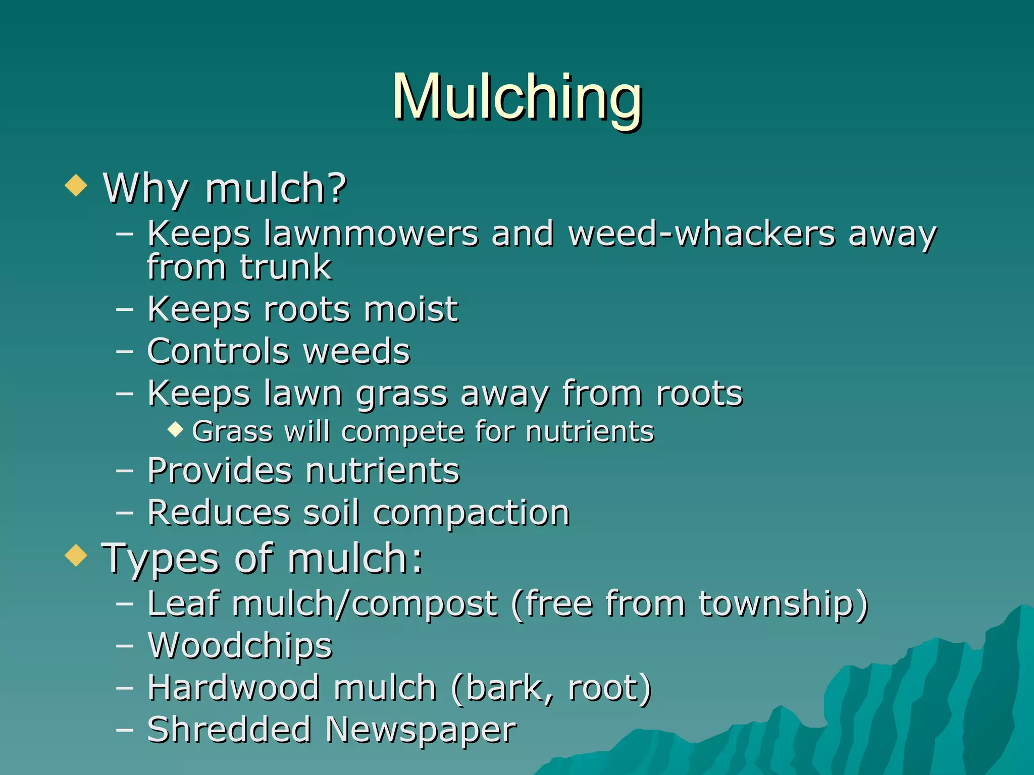 Mulching Why mulch? Keeps lawnmowers and weed-whackers away from trunk Keeps roots moist Controls weeds Keeps lawn grass away from roots Grass will compete for nutrients Provides nutrients Reduces soil compaction Types of mulch: Leaf mulch/compost (free from township)  Woodchips Hardwood mulch (bark, root) Shredded Newspaper 