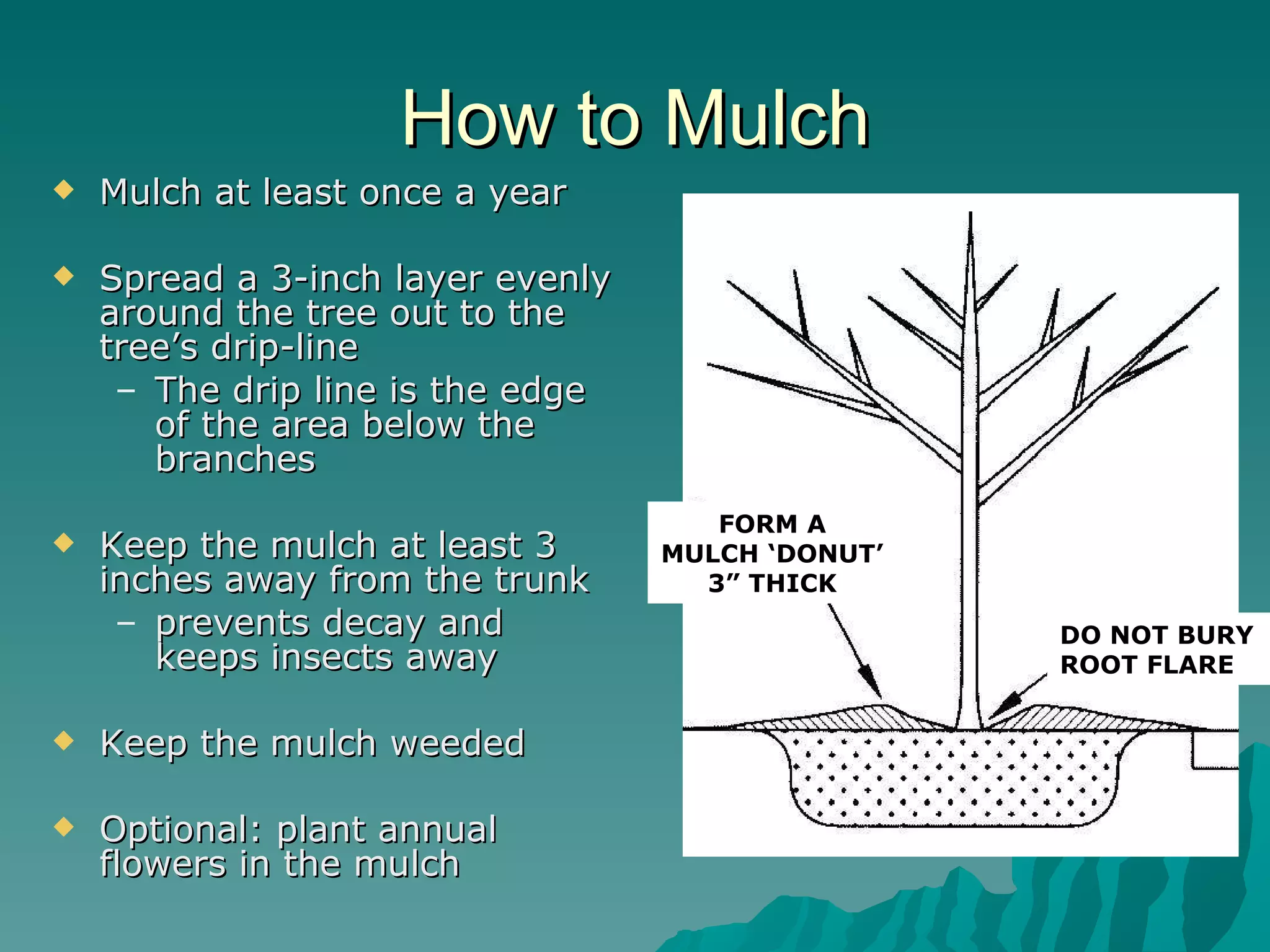 How to Mulch Mulch at least once a year Spread a 3-inch layer evenly around the tree out to the tree’s drip-line The drip line is the edge of the area below the branches Keep the mulch at least 3 inches away from the trunk  prevents decay and keeps insects away Keep the mulch weeded Optional: plant annual flowers in the mulch FORM A MULCH ‘DONUT’ 3” THICK DO NOT BURY ROOT FLARE 
