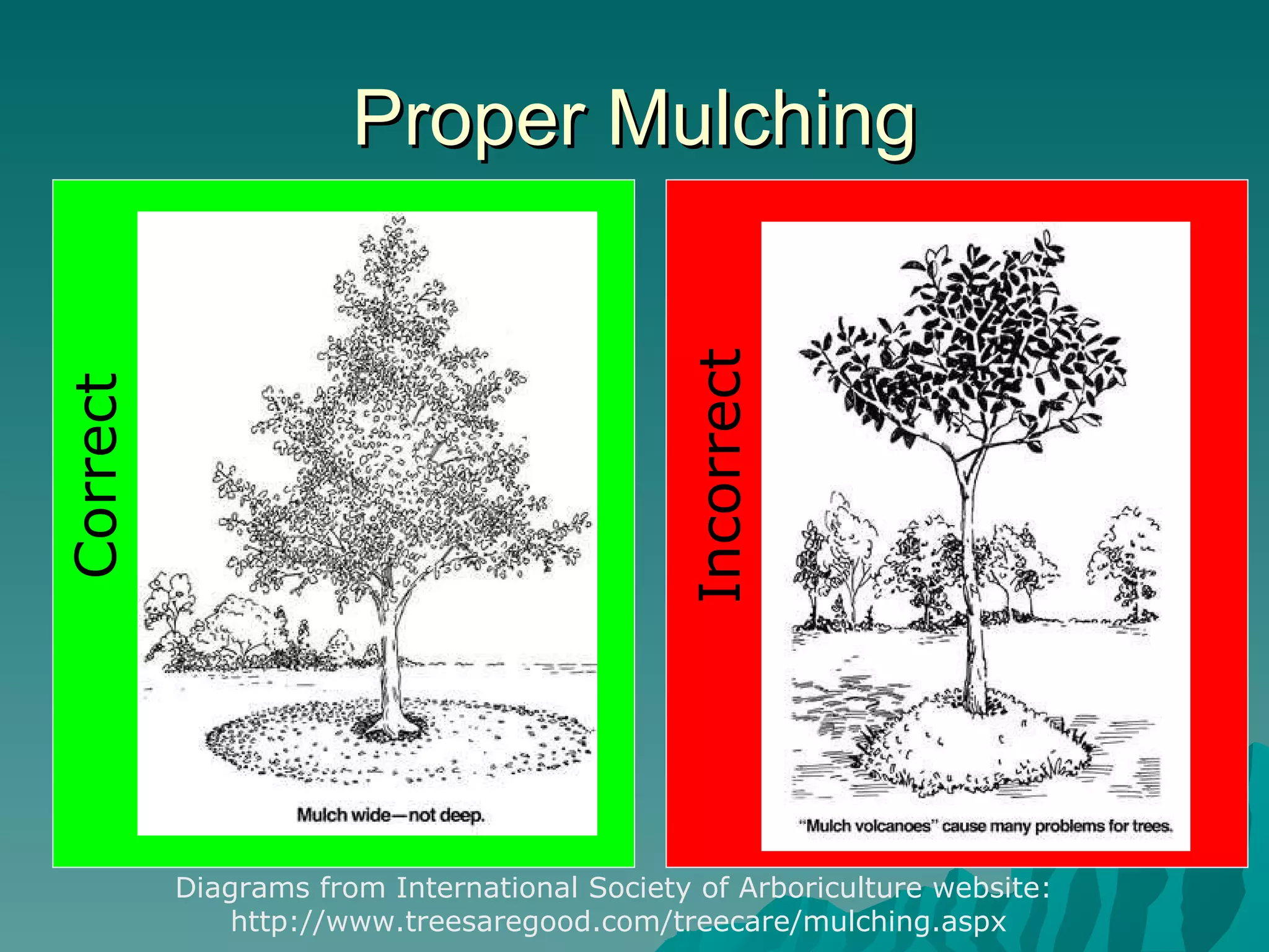 Proper Mulching Diagrams from International Society of Arboriculture website:  http://www.treesaregood.com/treecare/mulching.aspx Correct Incorrect 