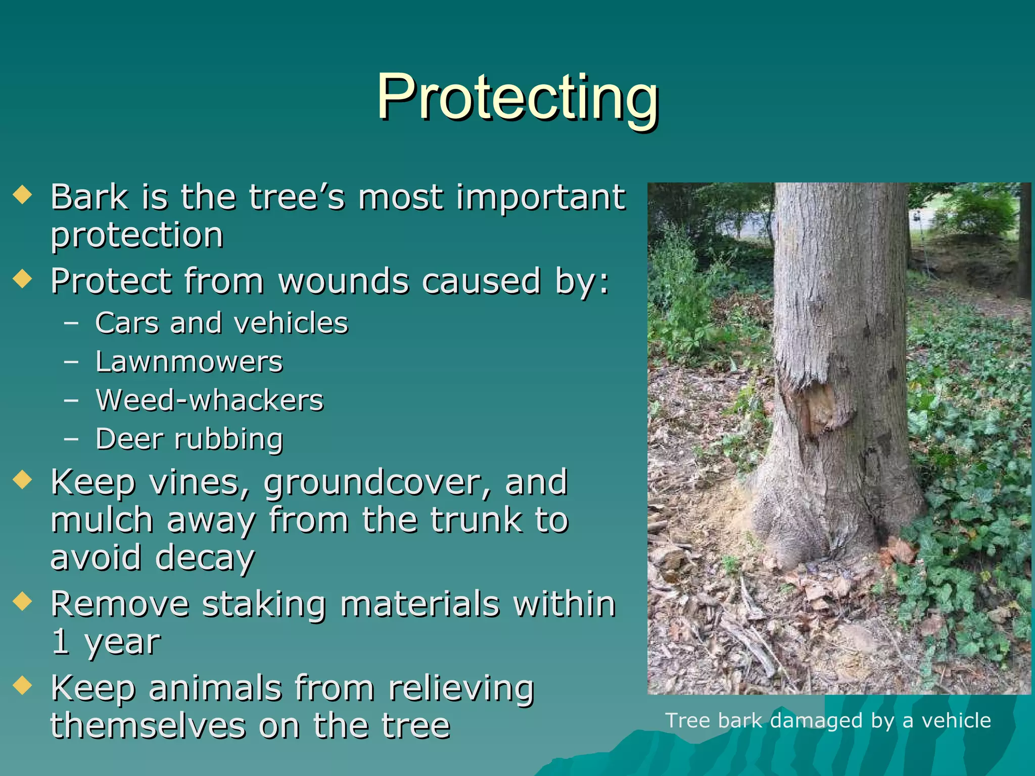 Protecting Bark is the tree’s most important protection Protect from wounds caused by: Cars and vehicles Lawnmowers Weed-whackers Deer rubbing Keep vines, groundcover, and mulch away from the trunk to avoid decay Remove staking materials within 1 year Keep animals from relieving themselves on the tree Tree bark damaged by a vehicle 