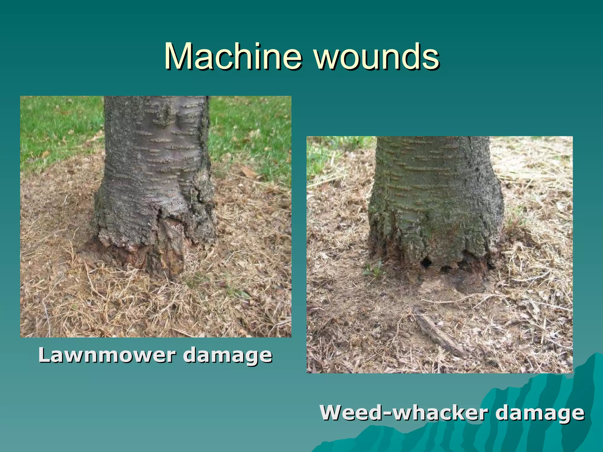 Machine wounds Lawnmower damage Weed-whacker damage 
