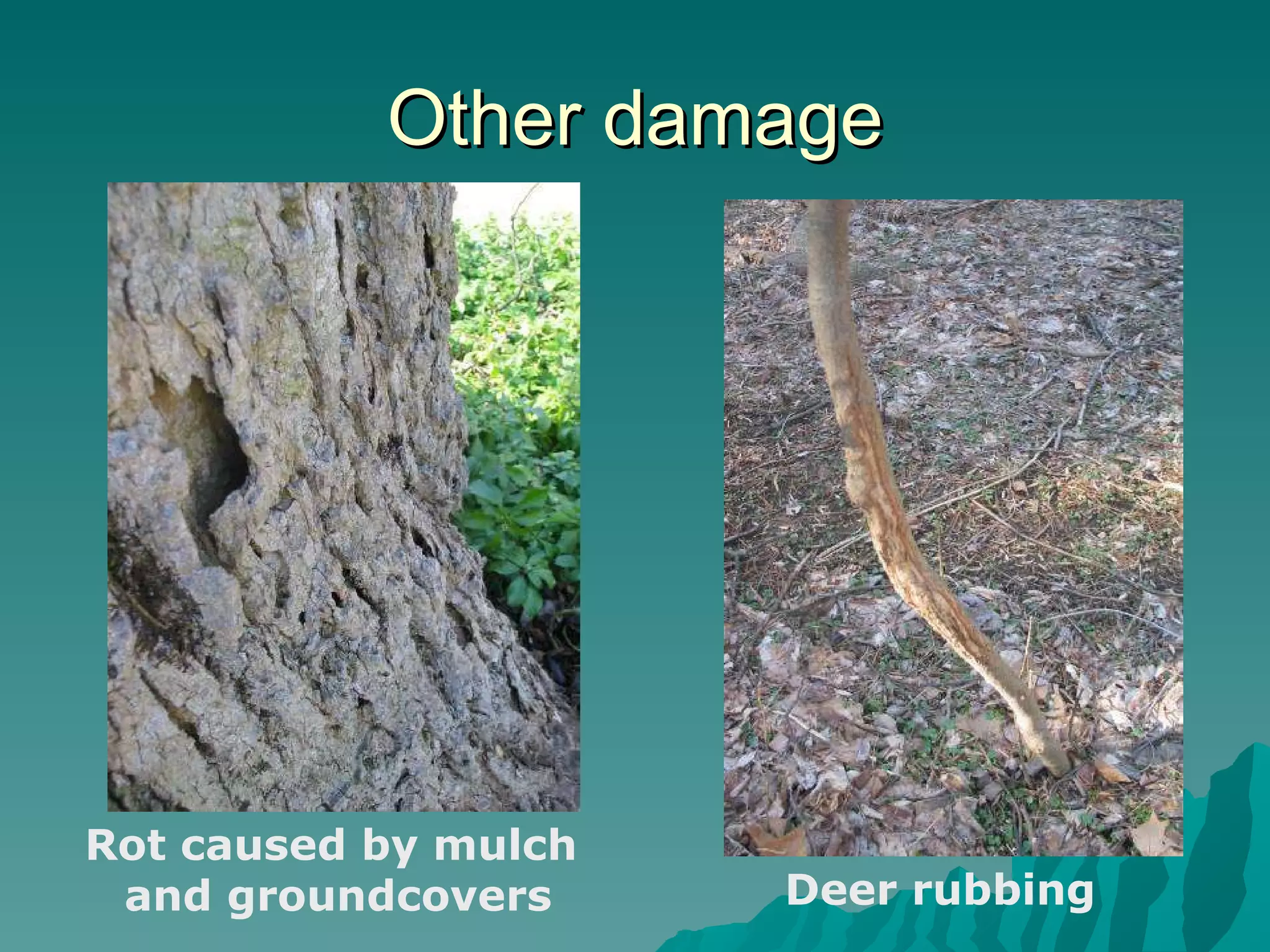 Other damage Rot caused by mulch  and groundcovers Deer rubbing 