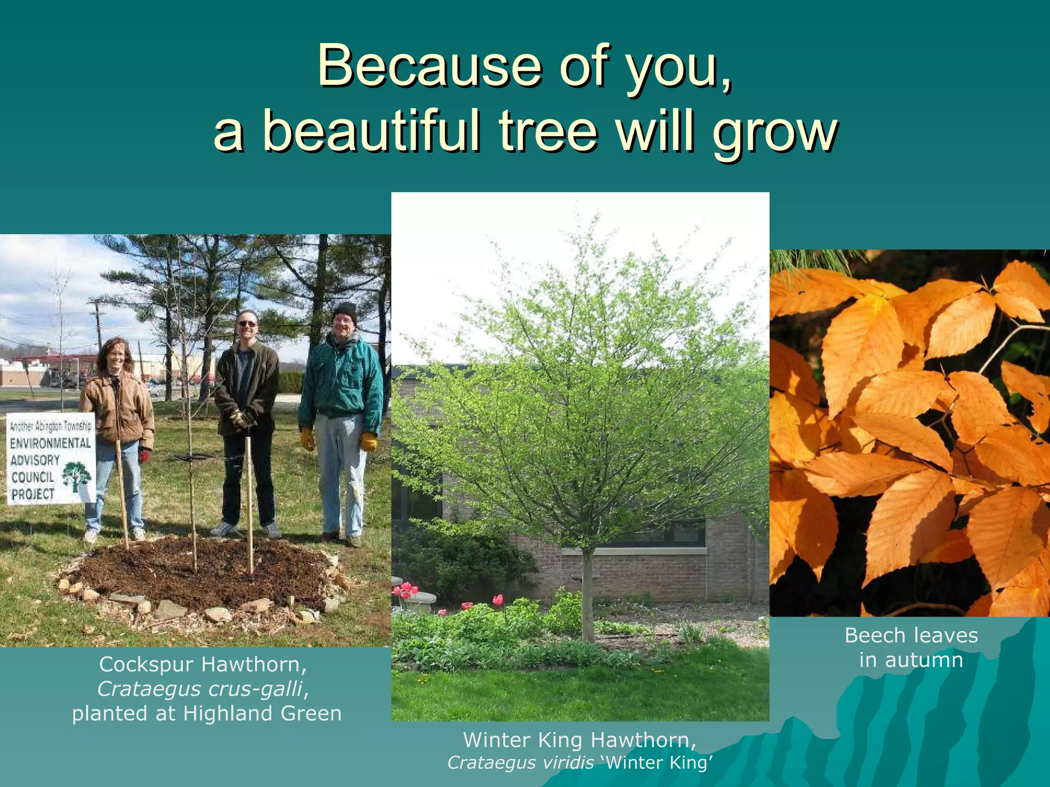 Because of you, a beautiful tree will grow Cockspur Hawthorn,  Crataegus crus-galli ,  planted at Highland Green Beech leaves in autumn Winter King Hawthorn, Crataegus viridis  ‘Winter King’ 