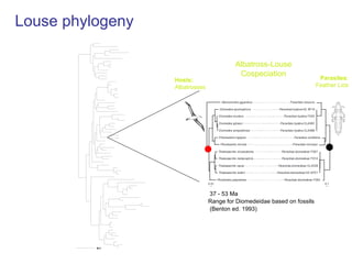 A timescale for the evolution of lice | PPT