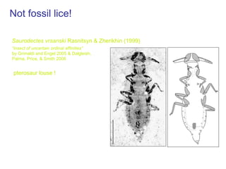 A timescale for the evolution of lice | PPT