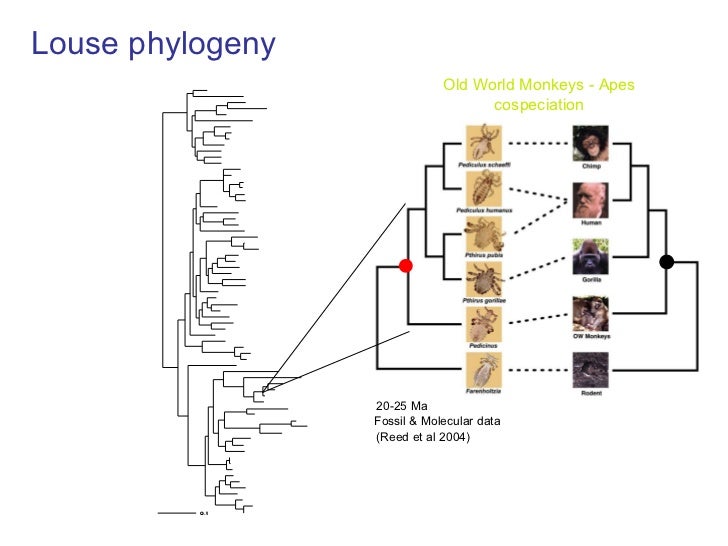 Lice Evolution Tracks The Invention Of Clothes – TUGY