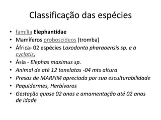 Classificação das espéciesfamíliaElephantidaeMamíferos proboscídeos (tromba)África- 02 espécies Loxodontapharaoensissp. e a cyclotis,Ásia - Elephasmaximussp.Animal de até 12 tonelatas -04 mts alturaPresas de MARFIM apreciada por sua esculturabilidadePaquidermes, HerbívorosGestação quase 02 anos e amamentação até 02 anos de idade