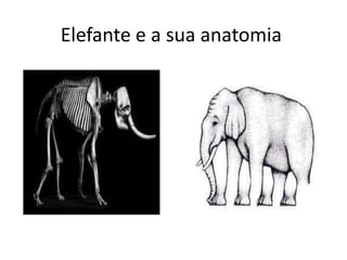 Elefante e a sua anatomia