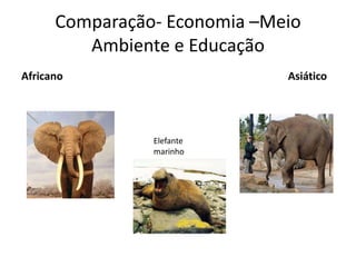 Comparação- Economia–Meio Ambiente e EducaçãoAfricano                                       AsiáticoElefante marinho
