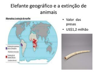 Elefante geográfico e a extinção de animaisValor  das presasUS$1,2 milhão 