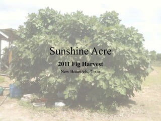 Sunshine Acre
2011 Fig Harvest
New Braunfels, Texas
 