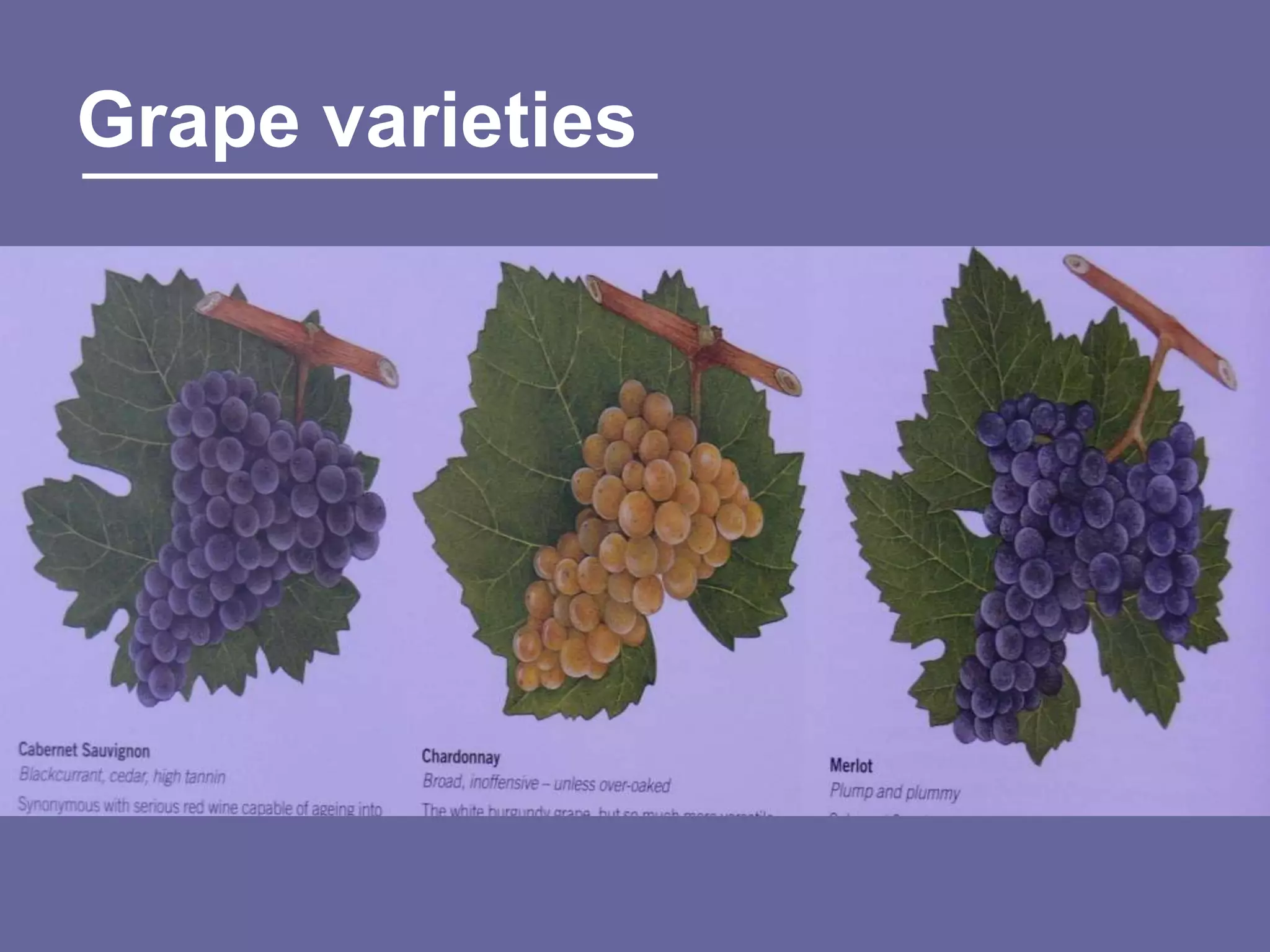 Grape varieties
 