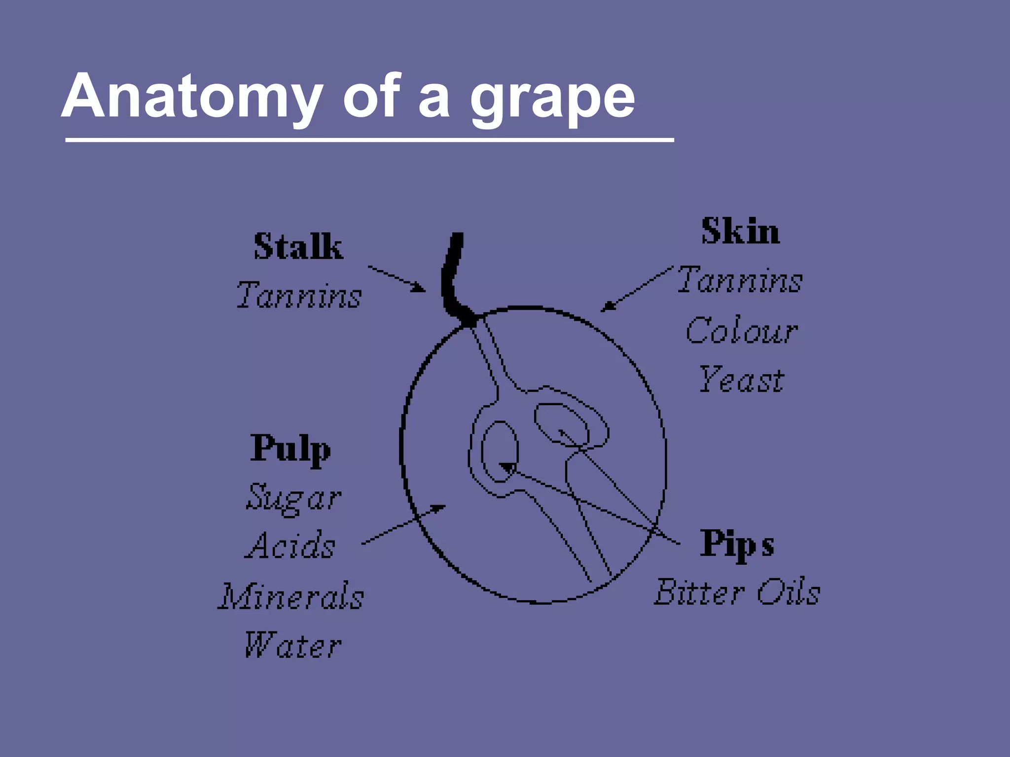Anatomy of a grape
 