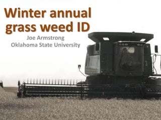 Winter annual grass weed ID Joe Armstrong Oklahoma State University 