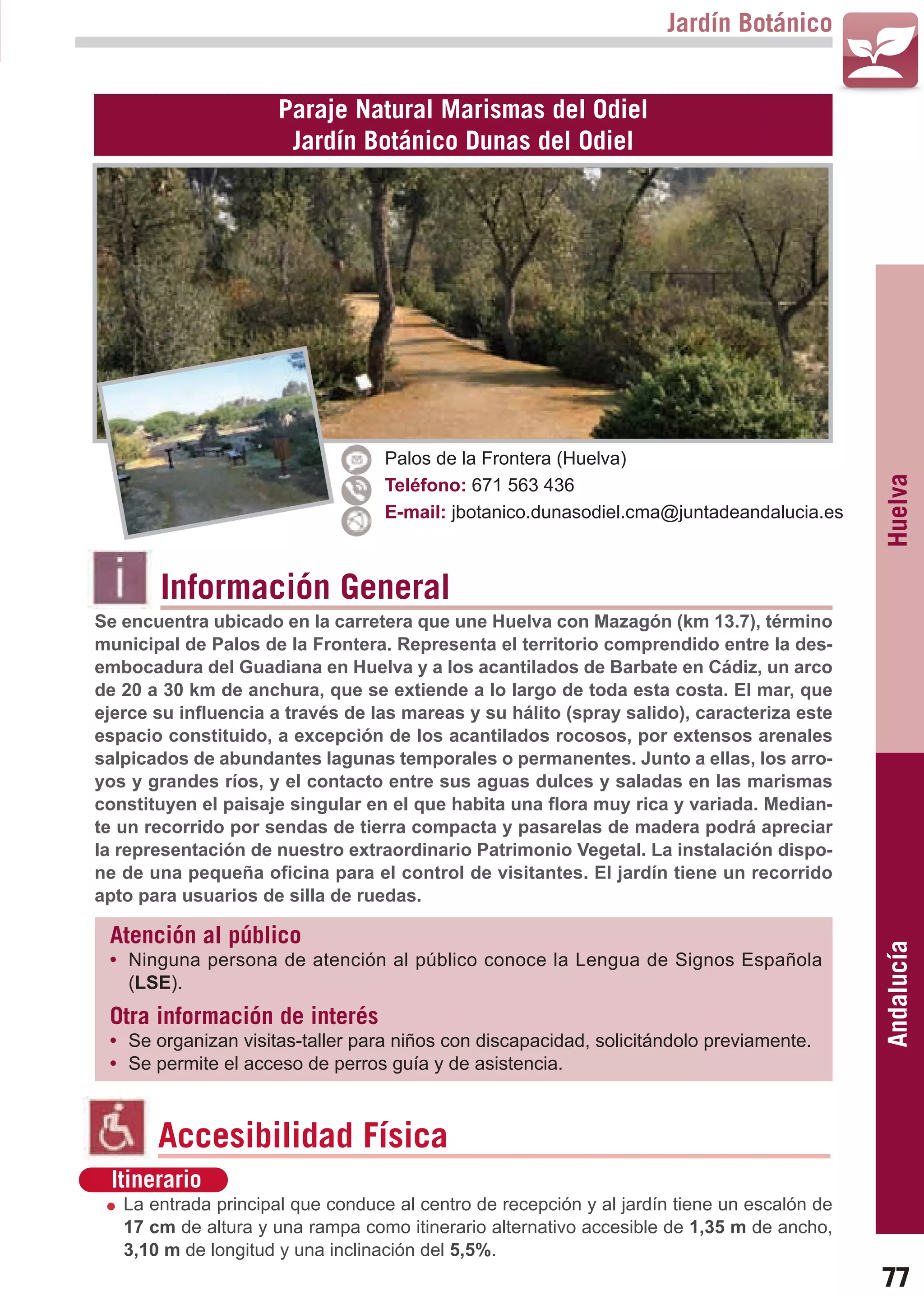 Guía_Completa   22/8/11    14:24    Página 77



                                                                             Jardín Botánico


                             Paraje Natural Marismas del Odiel
                              Jardín Botánico Dunas del Odiel




                                           Palos de la Frontera (Huelva)




                                                                                                     Huelva
                                           Teléfono: 671 563 436
                                           E-mail: jbotanico.dunasodiel.cma@juntadeandalucia.es



                Información General
        Se encuentra ubicado en la carretera que une Huelva con Mazagón (km 13.7), término
        municipal de Palos de la Frontera. Representa el territorio comprendido entre la des-
        embocadura del Guadiana en Huelva y a los acantilados de Barbate en Cádiz, un arco
        de 20 a 30 km de anchura, que se extiende a lo largo de toda esta costa. El mar, que
        ejerce su influencia a través de las mareas y su hálito (spray salido), caracteriza este
        espacio constituido, a excepción de los acantilados rocosos, por extensos arenales
        salpicados de abundantes lagunas temporales o permanentes. Junto a ellas, los arro-
        yos y grandes ríos, y el contacto entre sus aguas dulces y saladas en las marismas
        constituyen el paisaje singular en el que habita una flora muy rica y variada. Median-
        te un recorrido por sendas de tierra compacta y pasarelas de madera podrá apreciar
        la representación de nuestro extraordinario Patrimonio Vegetal. La instalación dispo-
        ne de una pequeña oficina para el control de visitantes. El jardín tiene un recorrido
        apto para usuarios de silla de ruedas.

         Atención al público
                                                                                                     Andalucía

         • Ninguna persona de atención al público conoce la Lengua de Signos Española
           (LSE).
         Otra información de interés
         • Se organizan visitas-taller para niños con discapacidad, solicitándolo previamente.
         • Se permite el acceso de perros guía y de asistencia.



                Accesibilidad Física
         Itinerario
           La entrada principal que conduce al centro de recepción y al jardín tiene un escalón de
           17 cm de altura y una rampa como itinerario alternativo accesible de 1,35 m de ancho,
           3,10 m de longitud y una inclinación del 5,5%.
                                                                                                     77
 