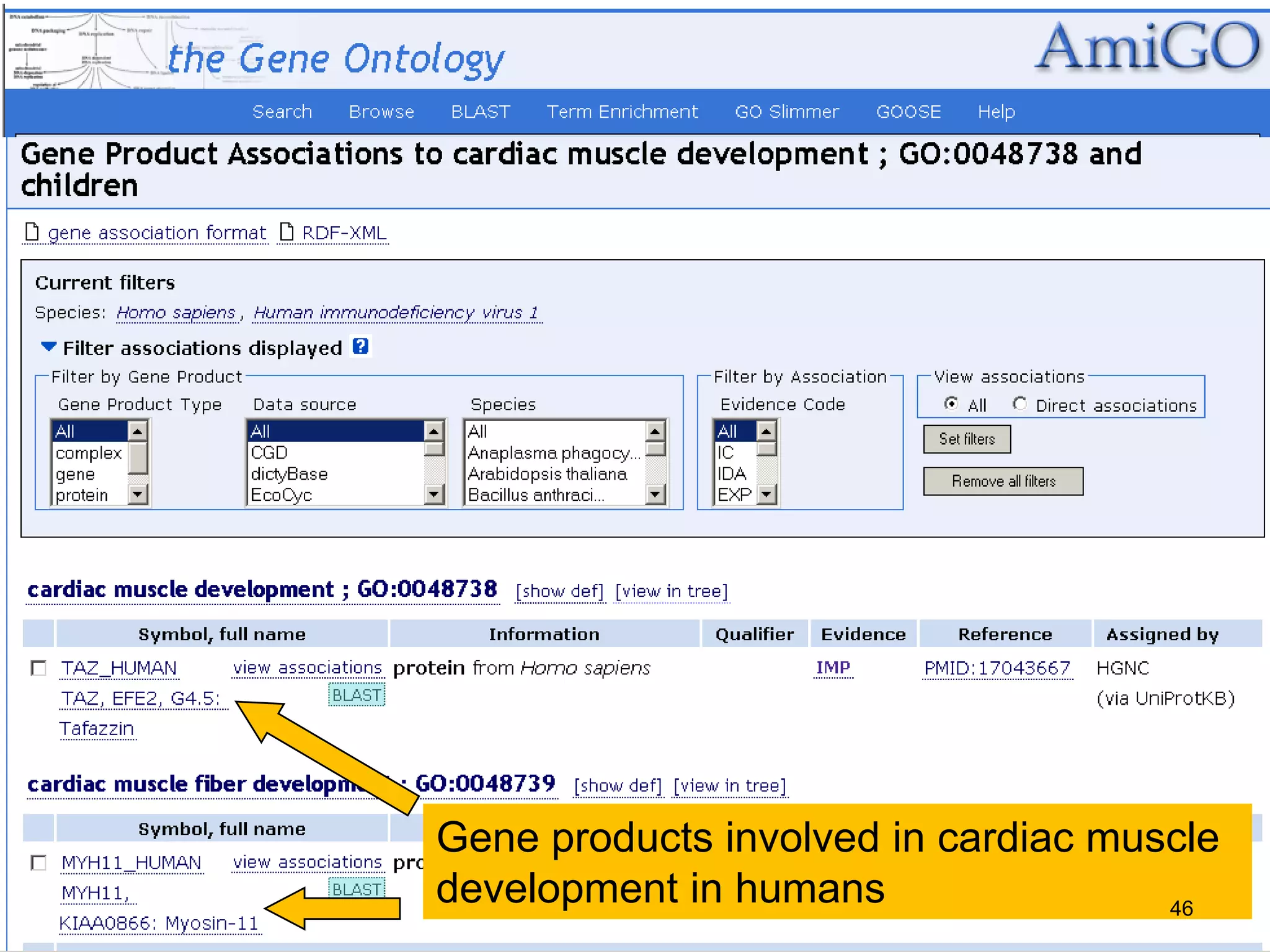 Gene products involved in cardiac muscle
development in humans 46
 