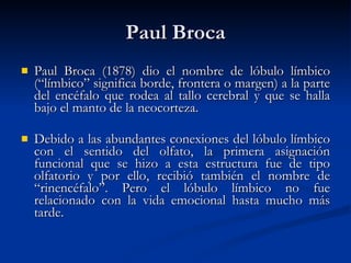Paul Broca Paul Broca (1878) dio el nombre de lóbulo límbico (“límbico” significa borde, frontera o margen) a la parte del encéfalo que rodea al tallo cerebral y que se halla bajo el manto de la neocorteza.  Debido a las abundantes conexiones del lóbulo límbico con el sentido del olfato, la primera asignación funcional que se hizo a esta estructura fue de tipo olfatorio y por ello, recibió también el nombre de “rinencéfalo”. Pero el lóbulo límbico no fue relacionado con la vida emocional hasta mucho más tarde. 