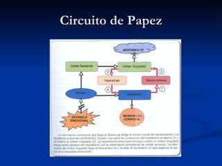 Circuito de Papez 