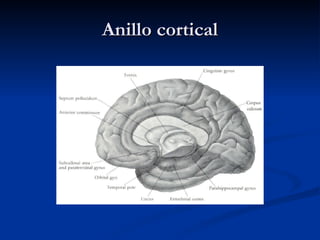Anillo cortical 