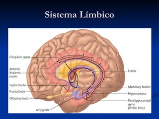 Sistema Límbico 