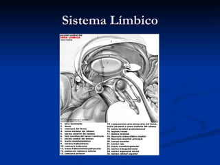 Sistema Límbico 