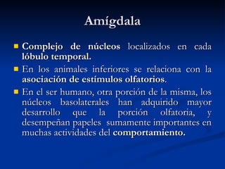 Amígdala Complejo de núcleos  localizados en cada  lóbulo temporal. En los animales inferiores se relaciona con la  asociación de estímulos olfatorios . En el ser humano, otra porción de la misma, los núcleos basolaterales han adquirido mayor desarrollo que la porción olfatoria, y desempeñan papeles  sumamente importantes en muchas actividades del  comportamiento. 
