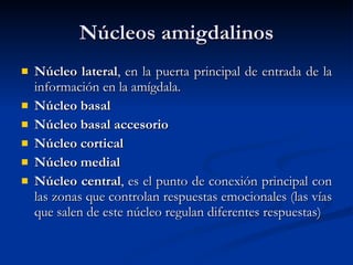 Núcleos amigdalinos Núcleo lateral , en la puerta principal de entrada de la información en la amígdala. Núcleo basal Núcleo basal accesorio Núcleo cortical Núcleo medial Núcleo central , es el punto de conexión principal con las zonas que controlan respuestas emocionales (las vías que salen de este núcleo regulan diferentes respuestas) 