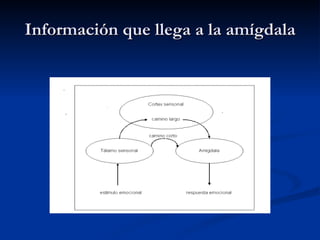 Información que llega a la amígdala 