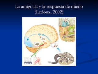 La amígdala y la respuesta de miedo (Ledoux, 2002) 