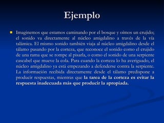 Ejemplo Imaginemos que estamos caminando por el bosque y oímos un crujido; el sonido va directamente al núcleo amigdalino a través de la vía talámica. El mismo sonido también viaja al núcleo amigdalino desde el tálamo pasando por la corteza, que reconoce el sonido como el crujido de una rama que se rompe al pisarla, o como el sonido de una serpiente cascabel que mueve la cola. Para cuando la corteza lo ha averiguado, el núcleo amigdalino ya está empezando a defenderse contra la serpiente. La información recibida directamente desde el tálamo predispone a producir respuestas, mientras que  la tarea de la corteza es evitar la respuesta inadecuada más que producir la apropiada.  