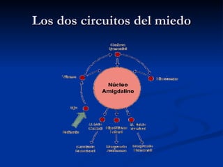 Los dos circuitos del miedo 