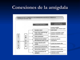 Conexiones de la amígdala 