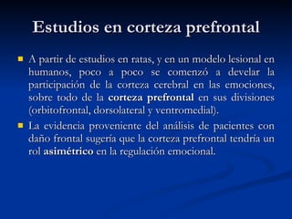 Estudios en corteza prefrontal A partir de estudios en ratas, y en un modelo lesional en humanos, poco a poco se comenzó a develar la participación de la corteza cerebral en las emociones, sobre todo de la  corteza prefrontal  en sus divisiones (orbitofrontal, dorsolateral y ventromedial). La evidencia proveniente del análisis de pacientes con daño frontal sugería que la corteza prefrontal tendría un rol  asimétrico  en la regulación emocional. 