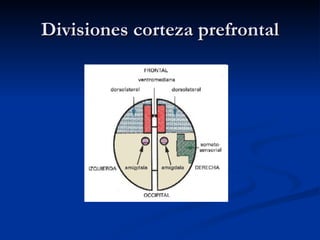 Divisiones corteza prefrontal 