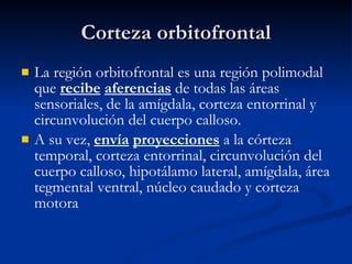 Corteza orbitofrontal La región orbitofrontal es una región polimodal que  recibe   aferencias  de todas las áreas sensoriales, de la amígdala, corteza entorrinal y circunvolución del cuerpo calloso.  A su vez,  envía   proyecciones  a la córteza temporal, corteza entorrinal, circunvolución del cuerpo calloso, hipotálamo lateral, amígdala, área tegmental ventral, núcleo caudado y corteza motora 
