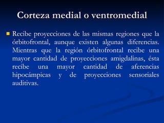 Corteza medial o ventromedial Recibe proyecciones de las mismas regiones que la órbitofrontal, aunque existen algunas diferencias. Mientras que la región órbitofrontal recibe una mayor cantidad de proyecciones amigdalinas, ésta recibe una mayor cantidad de aferencias hipocámpicas y de proyecciones sensoriales auditivas. 