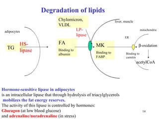 Degradation of lipids  TG HS-lipase FA Binding to albumin MK Binding to FABP  -oxidation acetylCoA ER mitochondrie Binding to  carnitin adipocytes liver, muscle Hormone-sensitive lipase in adipocytes is an intracellular lipase that through hydrolysis of triacylglycerols   mobilizes the fat energy reserves. The activity of this lipase is controlled by hormones: Glucagon  (at low blood glucose)  and  adrenaline/noradrenaline   (in stress)  Chylomicron, VLDL LP-lipase 
