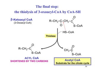The final step:  the thiolysis of 3-oxoacyl-CoA by CoA-SH Acetyl CoA Substrate for the citrate cycle HS–CoA Thiolase S–CoA O CH 3 –C  -Ketoacyl CoA (3-Oxoacyl CoA) C S–CoA  O R–CH 2 – C–CH 2 – O ACYL  CoA SHORTENED BY TWO CARBONS   S–CoA O R–CH 2 – C 