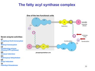 The fatty acyl synthase complex ACP domaine with phosphopantethein arm Seven enzyme activities: AT Acetyl/acyl-CoA transacylase MT Malonyl transacylase CE Condensing enzyme (Oxoacyl-PPt synthase) KR Oxoacyl reductase DH Hydroxyacyl dehydratase ER Enoyl reductase TE Palmitoyl thioesterase One of the two functional units 