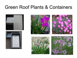 Green Roof Plants & Containers 